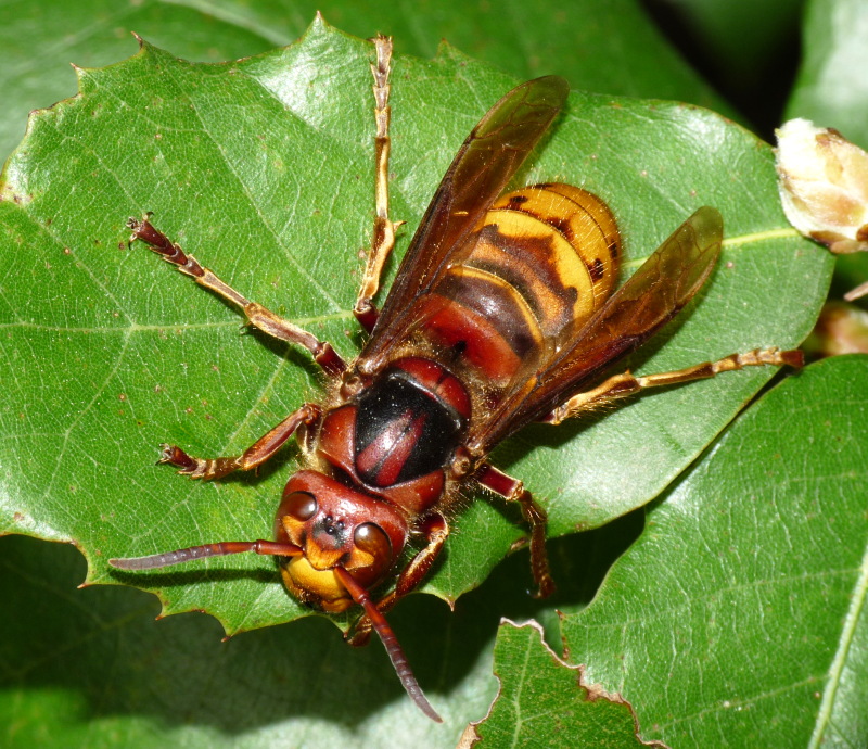 Vespa crabro